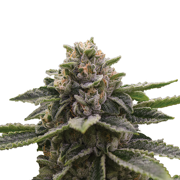 Paquete de semillas feminizadas Girl Scout Cookies de Nirvana