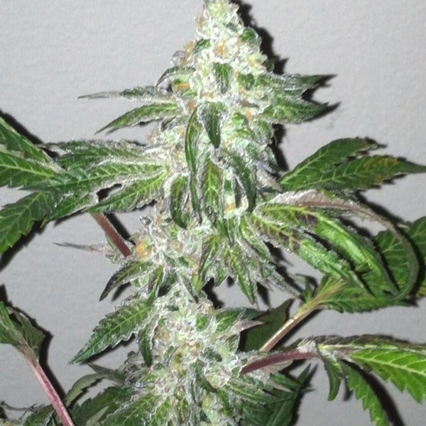 semillas feminizadas Girl Scout Cookies de The Cali Connection para cultivo