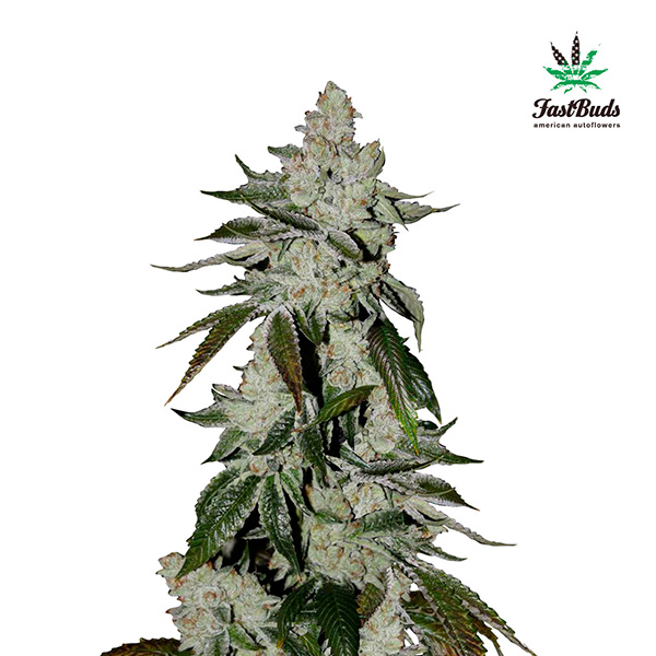 semilla feminizada Girl Scout Cookies Auto de FastBuds Seeds para cultivo rápido