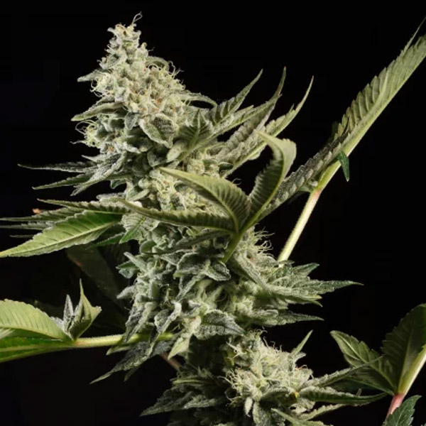 tres semillas feminizadas Glowstarz de Paradise Seeds para cultivo