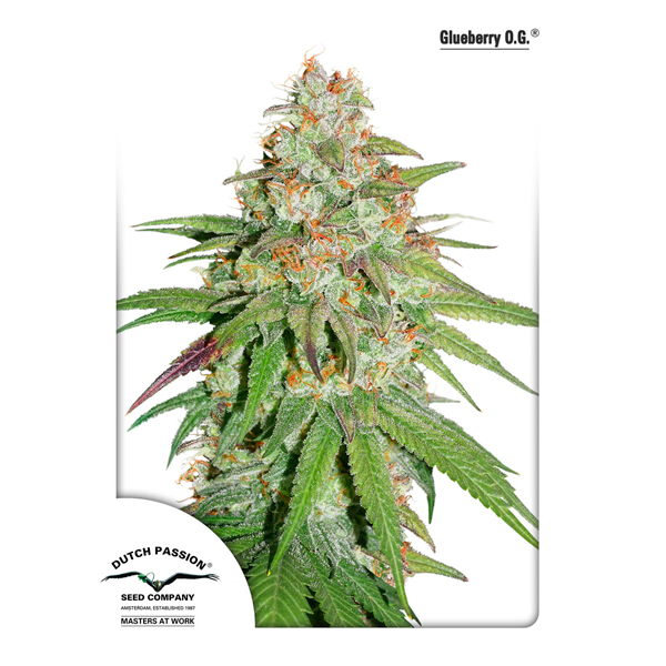 Semillas feminizadas Glueberry OG de Dutch Passion para cultivo de cannabis