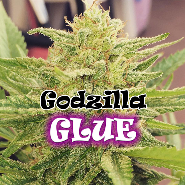 Semillas feminizadas Godzilla Glue 2U de Dr. Underground para cultivo