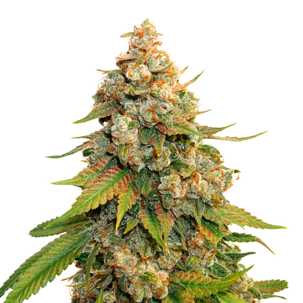 Semilla feminizada Golden Lemon Haze de Seedstockers para cultivo
