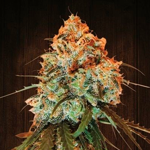 semillas feminizadas Golden Tiger de Ace Seeds para cultivo de cannabis