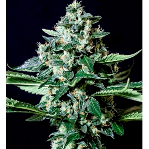 Gorila Bilbo feminizadas Genehtik