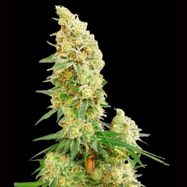 Semilla feminizada Gorilla Banana de Expert Seeds para cultivo de cannabis