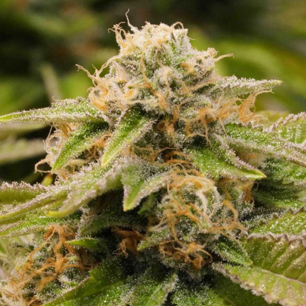 Semillas Gorilla Breath de Humboldt Seed Organization