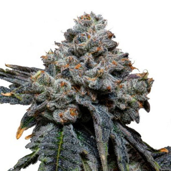 Semilla feminizada Gorilla Cheese de Expert Seeds para cultivo de cannabis