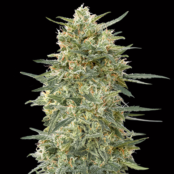 semillas feminizadas Gorilla Fast 3 unidades para cultivo
