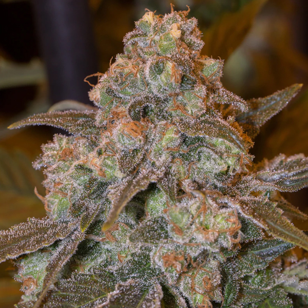 Tres semillas Gorilla Frost de Silent Seeds para cultivo