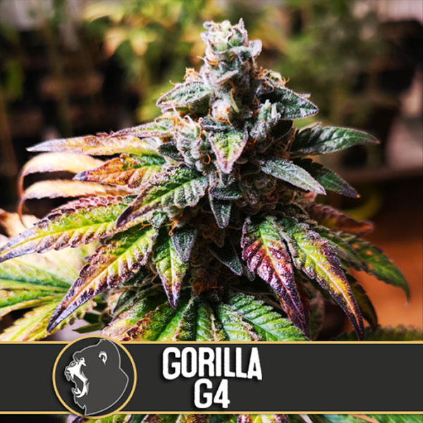 semillas feminizadas Gorilla G4 de Blimburn Seeds para cultivo