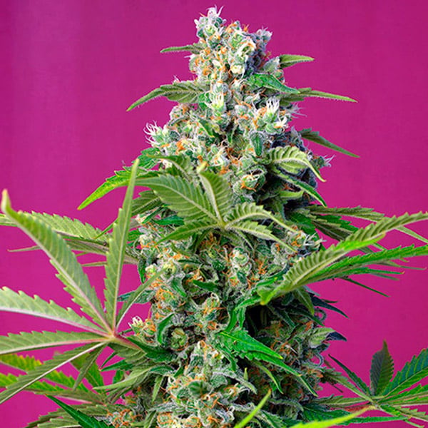Planta de cannabis Gorilla Girl 31 femenina de Sweet Seeds en etapa de floración