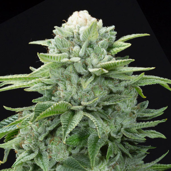Semillas feminizadas Gorilla Glue 4 S1 de Elev8 Seeds para cultivo
