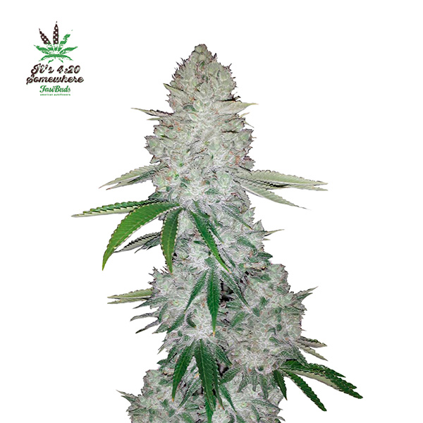 Planta de cannabis autofloreciente Gorilla Glue Auto de FastBuds Seeds en etapa de floración