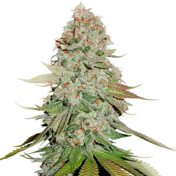 Semilla feminizada Gorilla Glue de Seedstockers para cultivo de cannabis