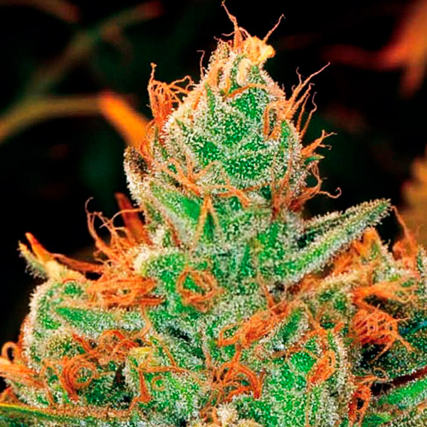 Semilla feminizada Gorilla Lilly de Expert Seeds para cultivo de cannabis