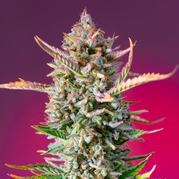 semillas feminizadas Gorilla Sherbet F1 Fast Version de Sweet Seeds para cultivo rápido