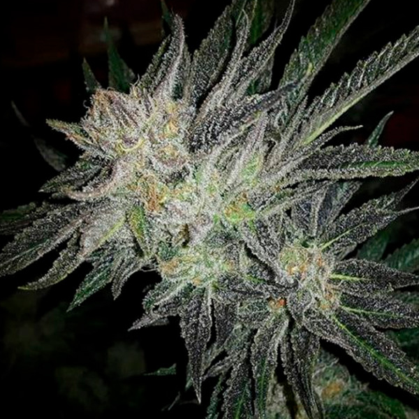 Semilla feminizada Gorilla White Widow de Expert Seeds para cultivo
