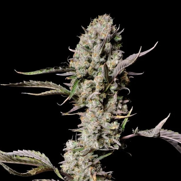 semilla feminizada autofloreciente Gorilla Zkittlez Auto de FastBuds