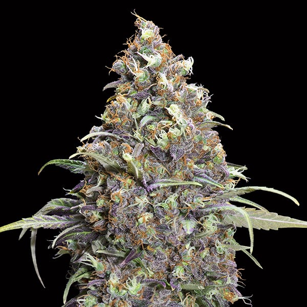 Semillas feminizadas Grand Daddy Purple para cultivo de cannabis