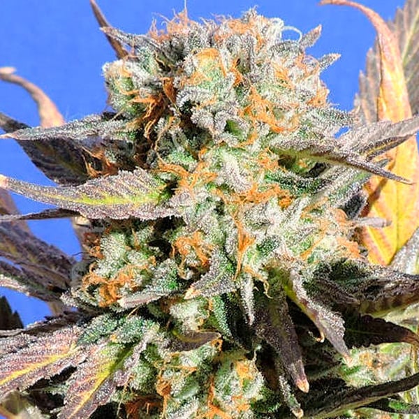 Semilla feminizada Grandaddy Black original para cultivo