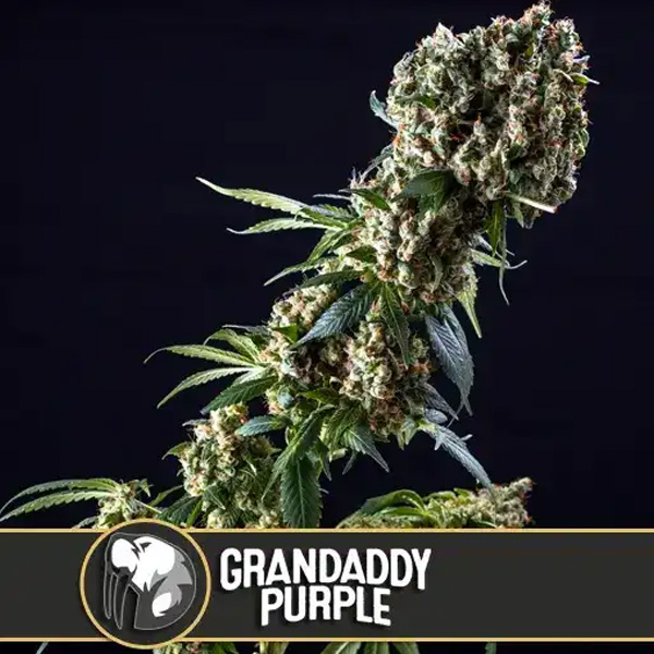 semillas feminizadas Granddaddy Purple de Blimburn Seeds