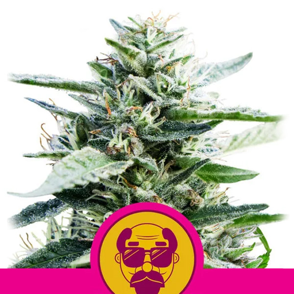 Semilla feminizada Granddaddy Purple para cultivo de cannabis
