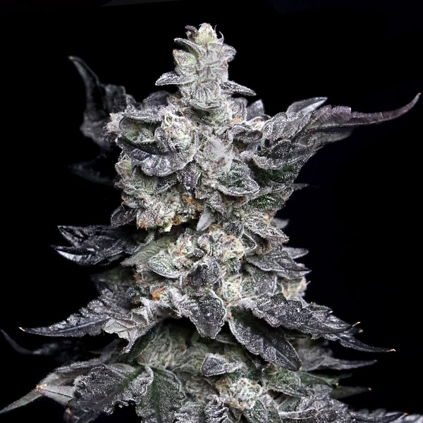 Tres semillas feminizadas Granny's Apple Fritter de Elev8 Seeds para cultivo