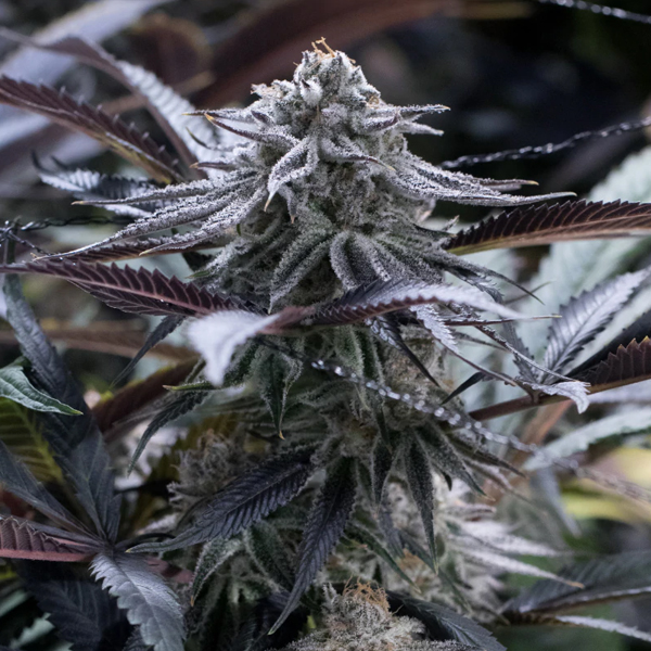 Grape Juice Silent Seeds