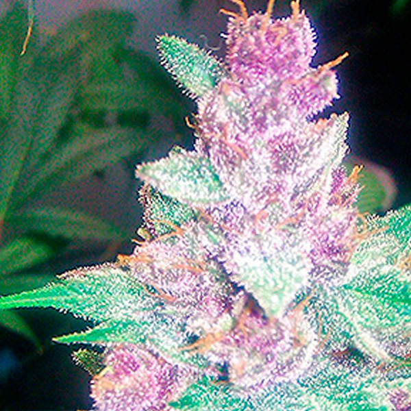 semillas feminizadas Grape Kush de The Cali Connection