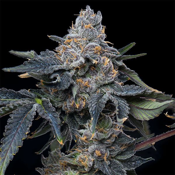 semillas feminizadas Grape Z x Hollywood Cookies de Cookies Seed Bank
