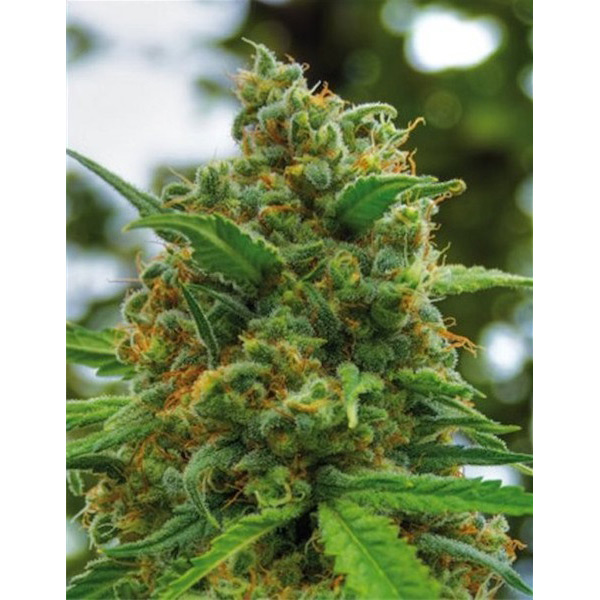 Semilla feminizada Grapefruit-1-u de Positronics Seeds para cultivo