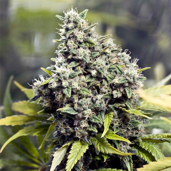 semillas feminizadas Grapefruit 4 U de Female Seeds para cultivo