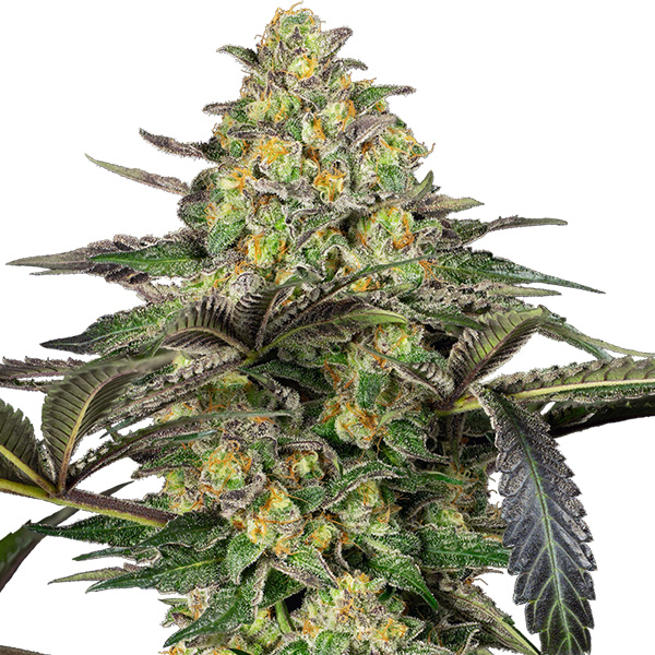 Tres semillas feminizadas Grapevine Candy de Sensi Seeds para cultivo