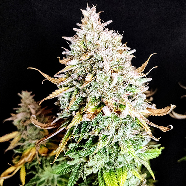 semillas feminizadas Grateful End OG de Pure Instinto para cultivo