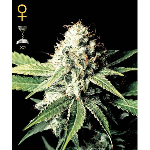 Semillas feminizadas Great White Shark para cultivo de cannabis