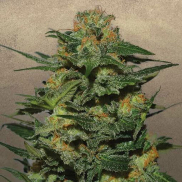semilla feminizada Green Crack de Garden of Green Seeds para cultivo