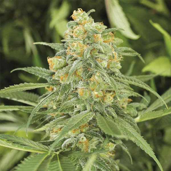 Semillas feminizadas Green Crack 2.0 de Humboldt Seed Organization