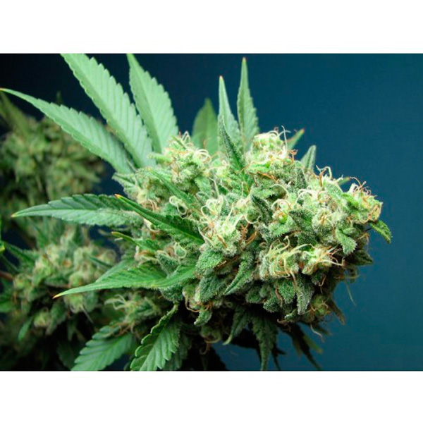 Semillas feminizadas Green Crack de The Cali Connection en paquete de 6 unidades