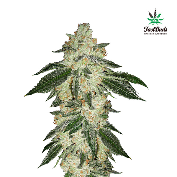 Planta de cannabis Green Crack Auto en floración de FastBuds Seeds