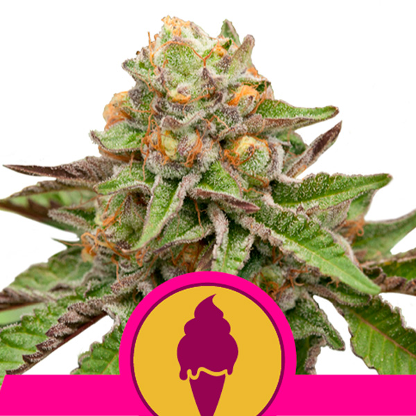semilla feminizada Green Gelato Royal Queen para cultivo