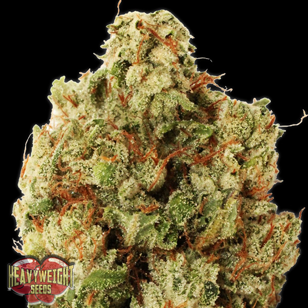 Tres semillas feminizadas Green Ninja para cultivo de cannabis