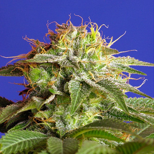 semillas feminizadas Green Poison de Sweet Seeds para cultivo