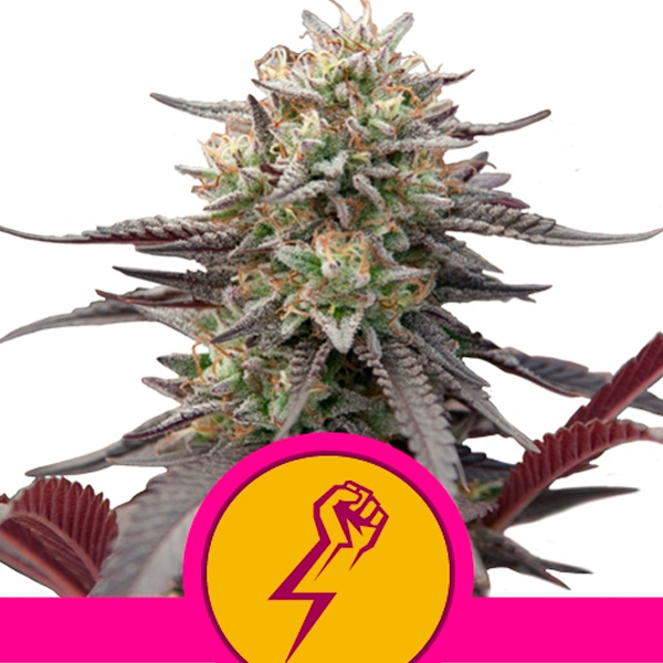 Semilla feminizada Green Punch de Royal Queen para cultivo de cannabis