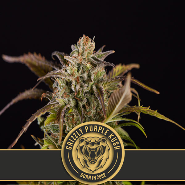 semillas feminizadas Grizzly Purple Kush de Blimburn Seeds