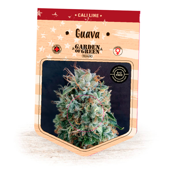 Semilla feminizada Guava-1 de Garden of Green Seeds para cultivo