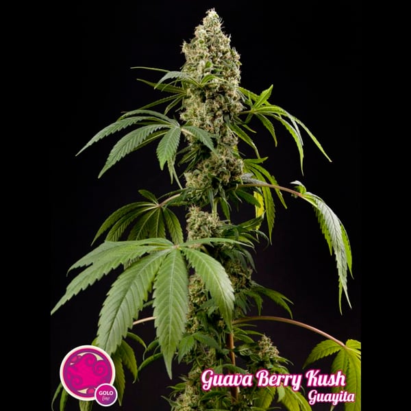 semillas feminizadas Guava Berry Kush de Philosopher Seeds para cultivo