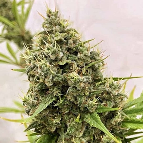 Semilla feminizada Guawi-1 de Ace Seeds para cultivo