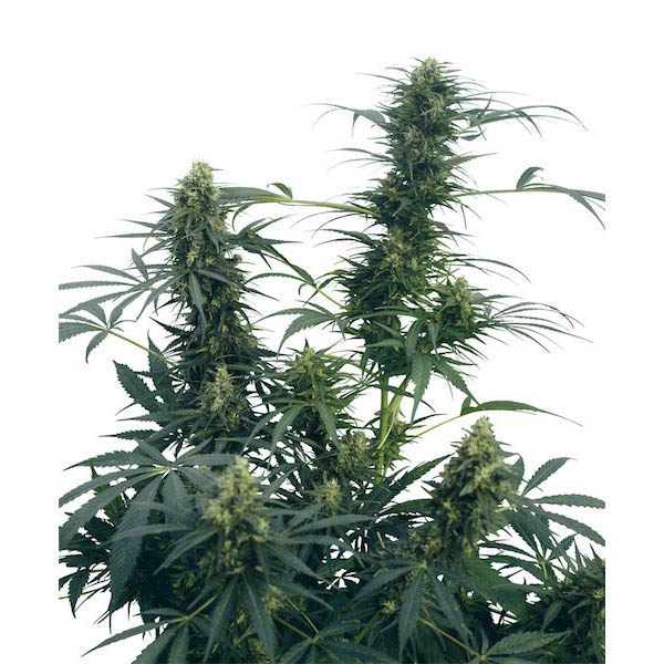semillas regulares Guerrilla’s Gusto de Sensi Seeds Bank para cultivo