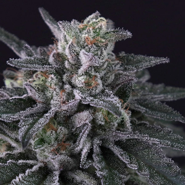 Tres semillas feminizadas Gulupa de Paradise Seeds para cultivo